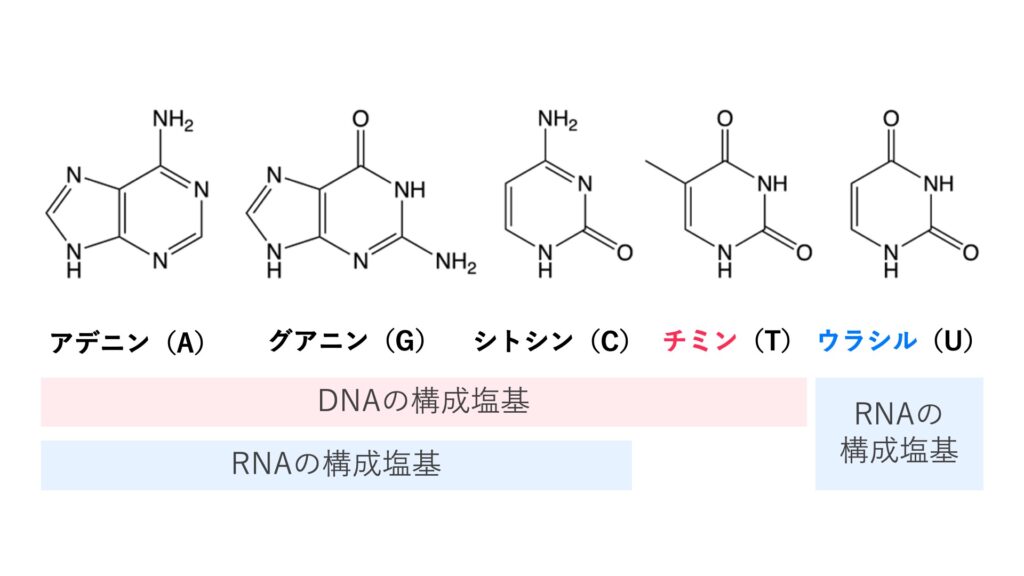 核酸の塩基構造を示す図。アデニン（A）、グアニン（G）、シトシン（C）、チミン（T）、ウラシル（U）の5種類が示され、DNAはA・G・C・T、RNAはA・G・C・Uから構成される。