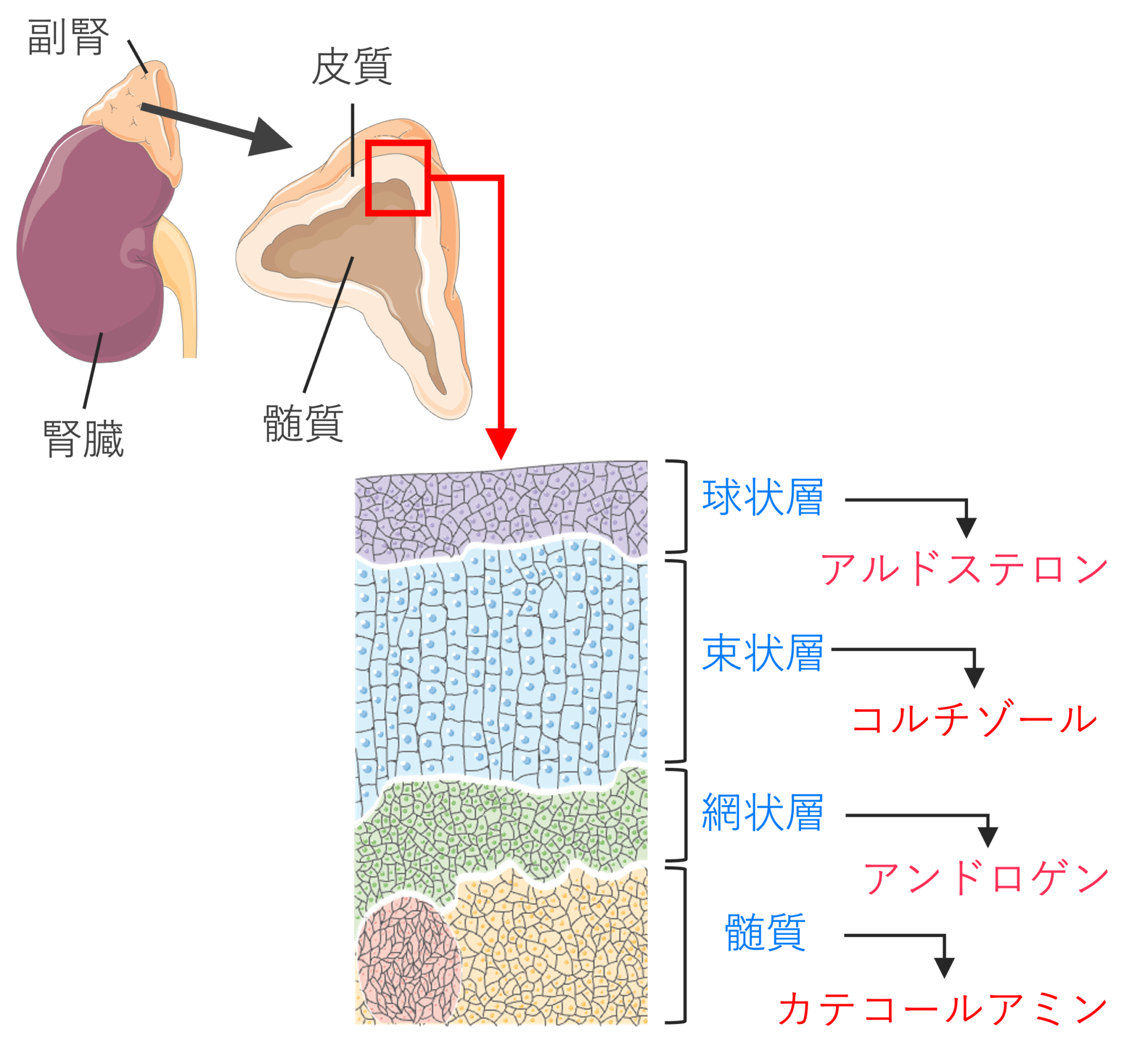 7.内分泌④(副腎・性腺・その他) - 解いて覚える基礎医学