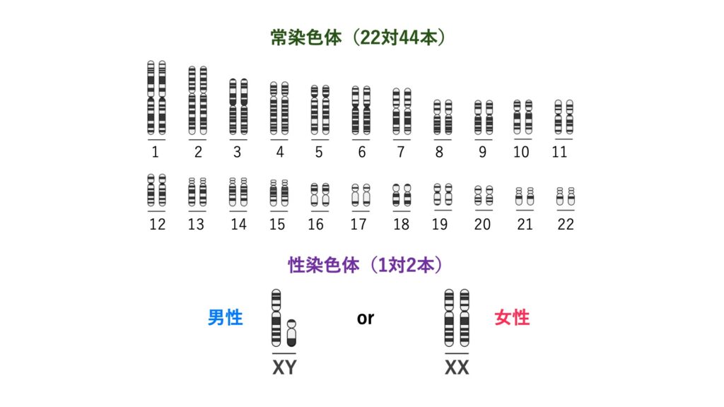 ヒトの染色体の構成を示す模式図。常染色体は1～22番の22対（計44本）からなり、性染色体は1対（2本）で、男性はXY、女性はXXである。