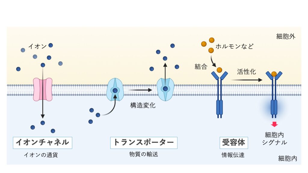 細胞膜に存在するイオンチャネル、トランスポーター、受容体の働きを示した模式図
