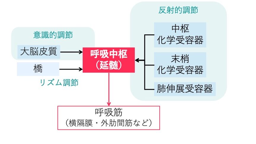 大脳皮質や橋による意識的・リズム的調節、化学受容器や肺伸展受容器による反射的調節が延髄の呼吸中枢に統合される様子を示した模式図