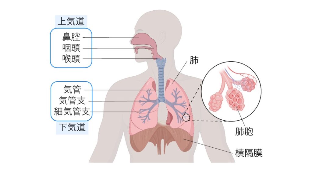 上気道と下気道の構造を示す図。鼻腔、咽頭、喉頭、気管、気管支、細気管支、肺胞を含む