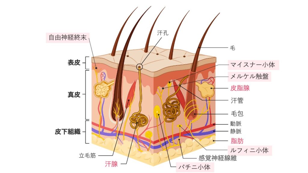 表皮・真皮・皮下組織を含む皮膚の断面図。自由神経終末、マイスナー小体、メルケル触盤、パチニ小体、ルフィニ小体、皮脂腺、汗腺、毛包、立毛筋、脂肪組織などが描かれている。