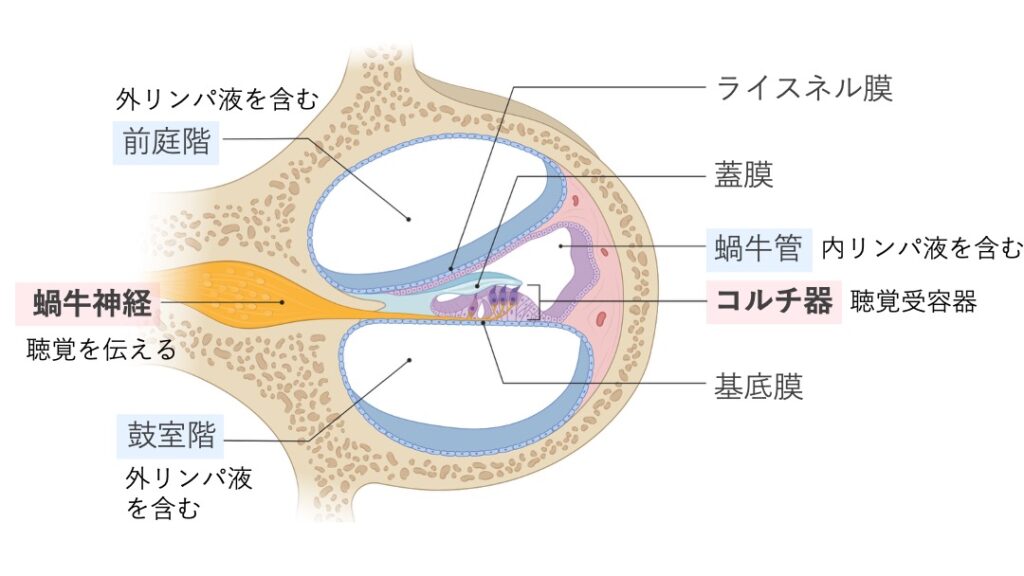 蝸牛断面の模式図。前庭階と鼓室階には外リンパ液、蝸牛管には内リンパ液が存在し、蝸牛管内のコルチ器が聴覚受容器として描かれている。