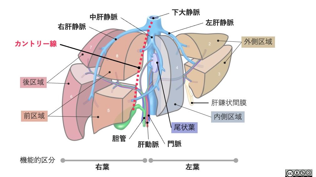 肝臓をカントリー線に基づき8区域に分けた模式図。