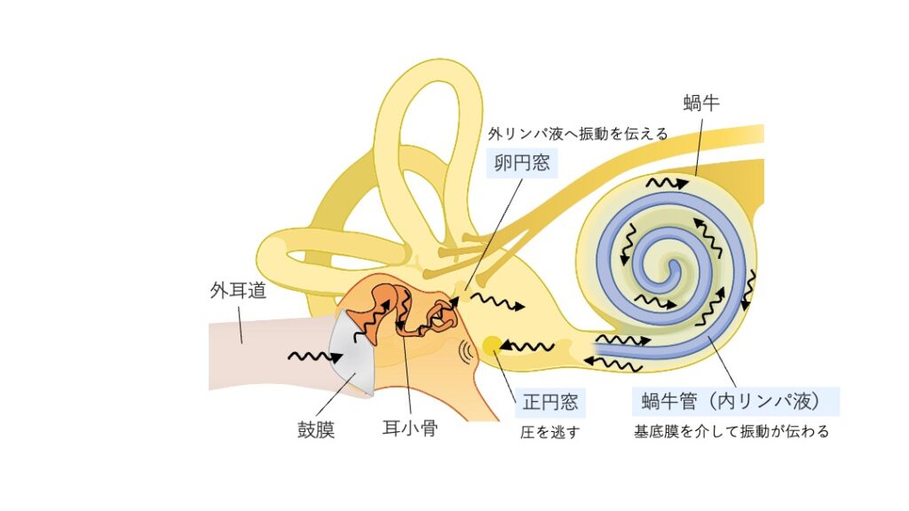 音の伝導経路を示す図。外耳道から入った音が鼓膜を振動させ、耳小骨を経て卵円窓から外リンパ液へ伝わり、蝸牛管の内リンパ液を介して基底膜を振動させ、正円窓で圧を逃がす様子が描かれている。