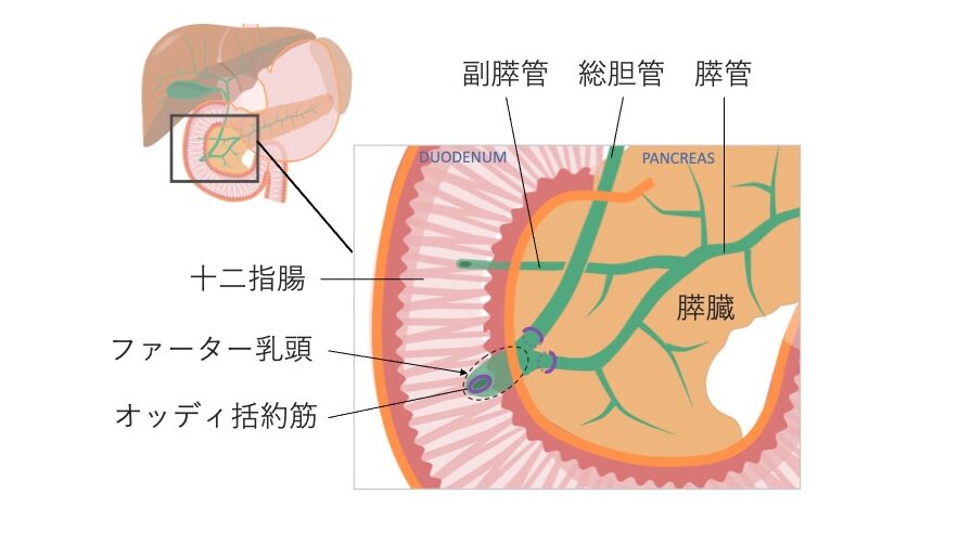 十二指腸と胆膵系の構造図。総胆管と膵管が合流し、オッディ括約筋を通ってファーター乳頭から十二指腸内へ開口している様子を示す。