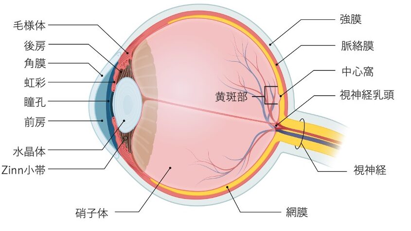 眼球の構造図。角膜、虹彩、瞳孔、水晶体、毛様体、Zinn小帯、硝子体、網膜、黄斑部、視神経乳頭、視神経、強膜、脈絡膜などの部位が描かれている。