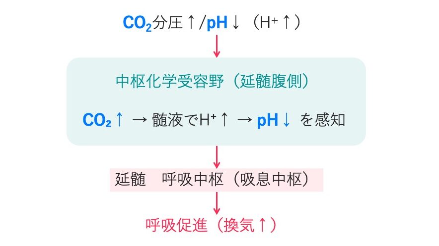 延髄腹側の中枢化学受容野が血液中の二酸化炭素分圧上昇やpH低下を感知し、呼吸中枢を刺激して呼吸を促進する仕組みを示した図