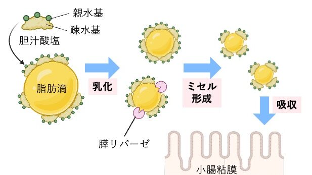 胆汁酸塩が脂肪を乳化し、分解産物がミセルを形成して小腸で吸収される過程。