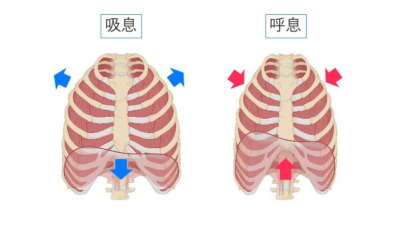 吸息時と呼息時における胸郭と横隔膜の動きを比較した図。吸息で横隔膜が下降し、呼息で上昇する様子を矢印で示している