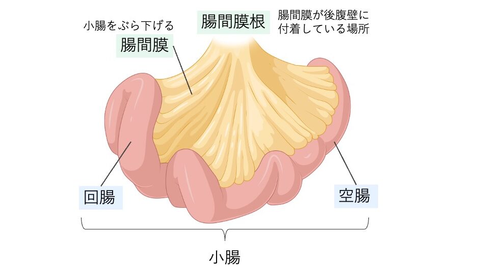 腸間膜と小腸を示した図。小腸（空腸と回腸）が腸間膜によって吊り下げられ、腸間膜が後腹壁に付着する腸間膜根の位置が描かれている。