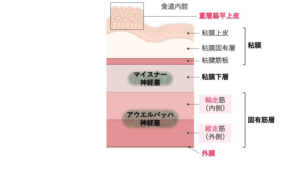食道壁の断面構造を示す図。重層扁平上皮からなる粘膜、粘膜下層、輪走筋と縦走筋からなる固有筋層、外膜の層構造と、マイスナー神経叢およびアウエルバッハ神経叢の位置を示している。
