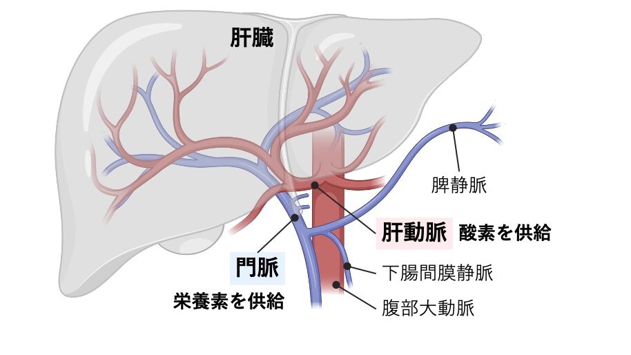 肝動脈と門脈が肝臓に酸素と栄養を供給する模式図。