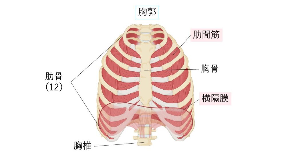 胸郭を構成する肋骨、胸骨、胸椎と、呼吸運動に関与する横隔膜、肋間筋の位置を示した図