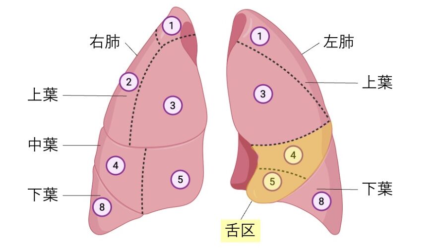 右肺と左肺の区域構造を示す図。右肺は上葉・中葉・下葉、左肺は上葉・下葉に分かれ、番号で区域が示されている