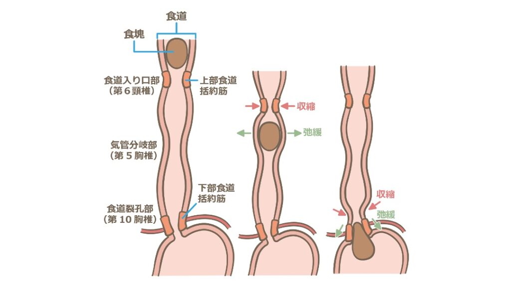 食道の蠕動運動を示した図。嚥下により食塊が下降し、通過部位では弛緩、背後では収縮が起こる様子と、上部・下部食道括約筋の働きが描かれている。