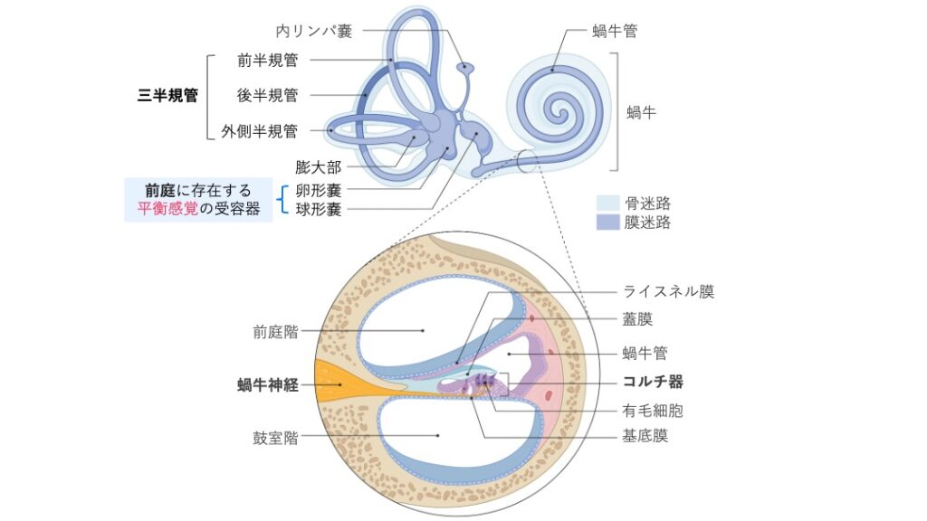 内耳の模式図。三半規管(前・後・外)、前庭の卵形嚢・球形嚢、蝸牛の構造とその断面が描かれ、蝸牛管に存在するコルチ器が示されている。
