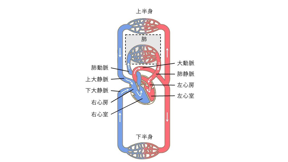 血液循環図。右心室から肺循環で肺へ血液が送られ、左心房から体循環で全身へ血液が送り出され、右心房に戻る流れを示した循環器系イラスト。