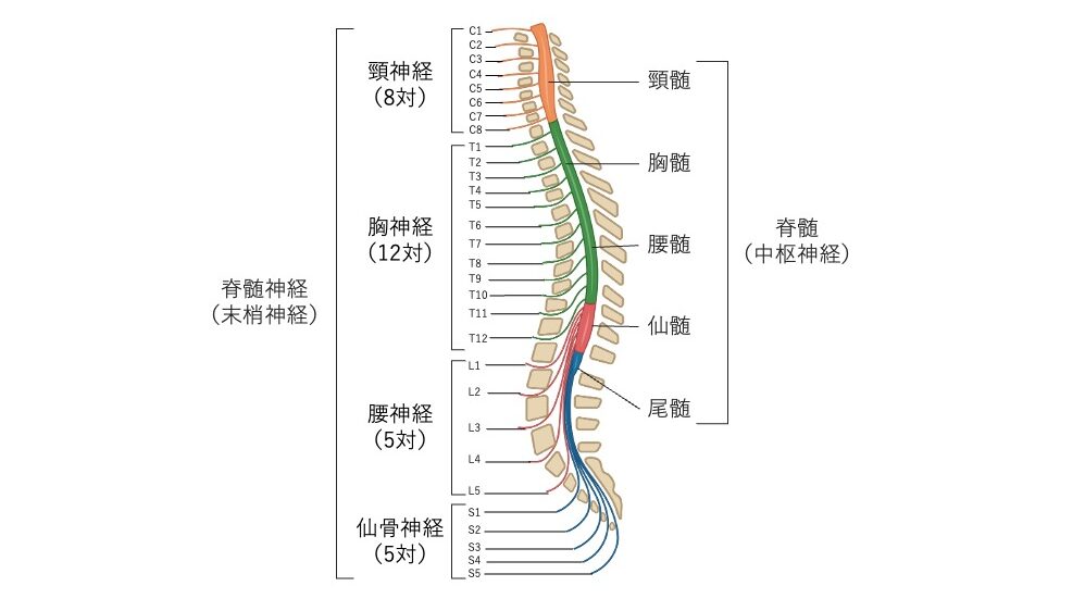 脊髄を頸髄・胸髄・腰髄・仙髄・尾髄に区分し、頸神経から尾骨神経までの31対の脊髄神経を示した図。