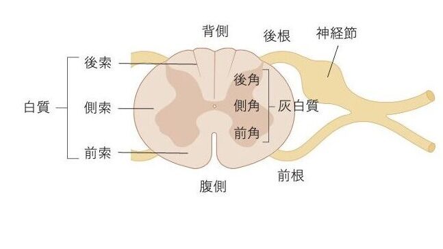脊髄の断面図で、外側の白質と内側の灰白質、前角・側角・後角、前索・側索・後索の位置関係を示す図。