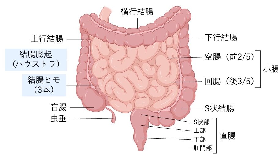 小腸と大腸の位置関係を示した図。空腸・回腸、大腸の盲腸・虫垂・上行結腸・横行結腸・下行結腸・S状結腸・直腸が表示され、大腸には結腸膨起と結腸ひもが描かれている。