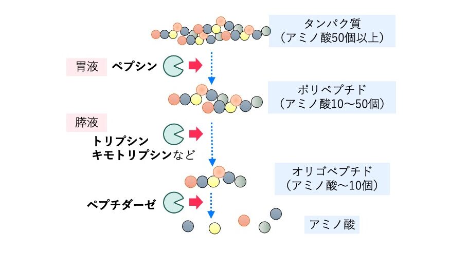 ペプシンやトリプシンによってタンパク質がアミノ酸まで分解される過程の図。