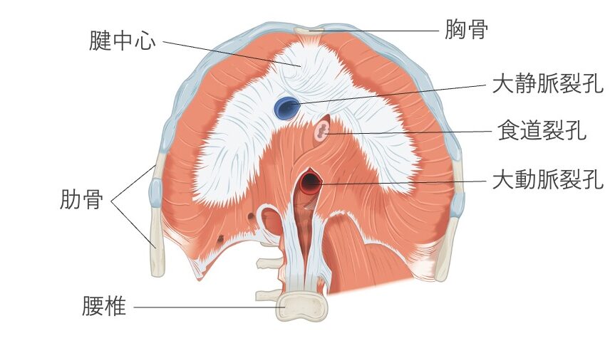 横隔膜の構造を上面から見た図。腱中心、大静脈裂孔、食道裂孔、大動脈裂孔の位置関係を示している