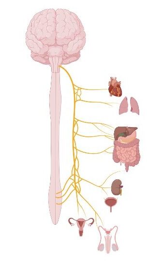 脳幹と仙髄から出る副交感神経が心臓、肺、消化管、腎臓、生殖器などの臓器へ分布する経路を示した図。
