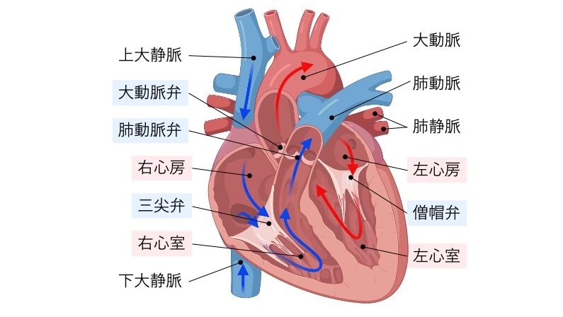 心臓の構造図。右心房・右心室から肺動脈へ流れる静脈血と、左心房・左心室から大動脈へ流れる動脈血の経路を示した心臓解剖図。