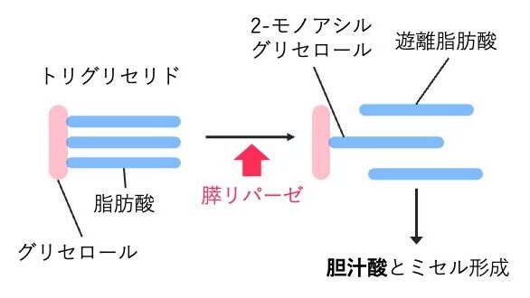 膵リパーゼで中性脂肪が分解され、モノアシルグリセロールと脂肪酸になり、胆汁酸とミセルを形成する過程。