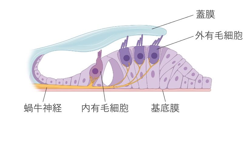 コルチ器の模式図。内有毛細胞と外有毛細胞が並び、蓋膜に接しており、下方には基底膜、側方には蝸牛神経が描かれている。