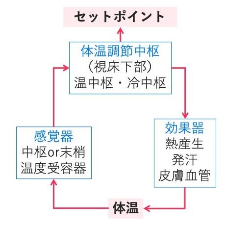 視床下部の体温調節中枢が感覚器からの体温情報を受け取り、セットポイントに基づき効果器を制御する仕組みを示す図。
