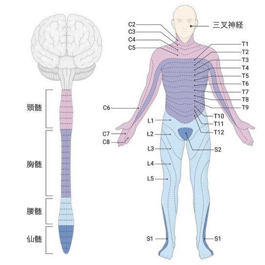 人体前面と後面の皮膚感覚の支配領域を脊髄神経ごとに色分けして示した図。各神経レベル(C2〜S2)がどの部位の皮膚感覚を支配するかを表示。