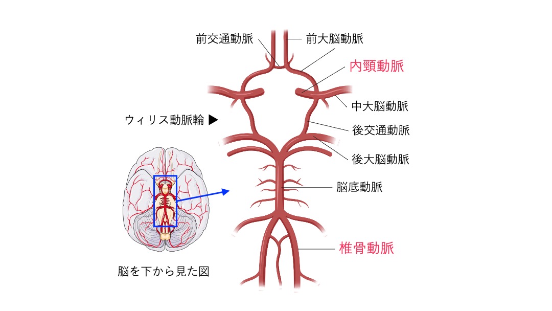 【脳・脊髄①】5択クイズで学ぶ！脳の構造と機能をわかりやすく整理