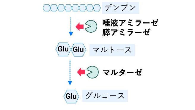デンプンがアミラーゼとマルターゼで分解され、最終的にグルコースになる模式図。