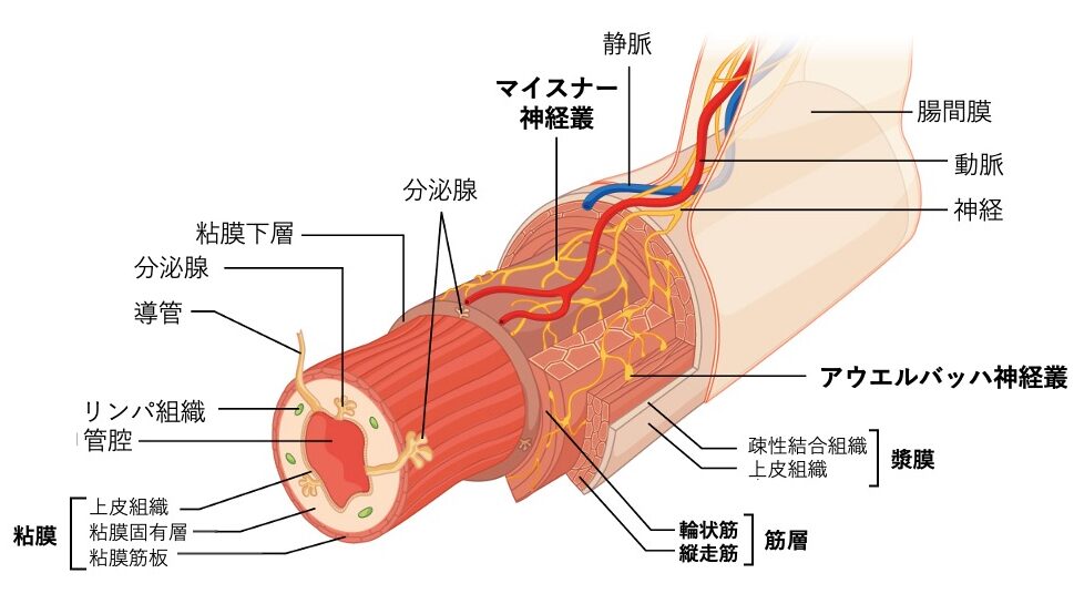 消化管壁の断面構造を示した図。粘膜、粘膜下層、筋層（輪走筋・縦走筋）、漿膜の4層に加え、マイスナー神経叢とアウエルバッハ神経叢が描かれている。