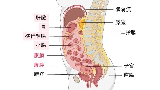 腹膜と腹腔内臓器の位置関係を示す図。