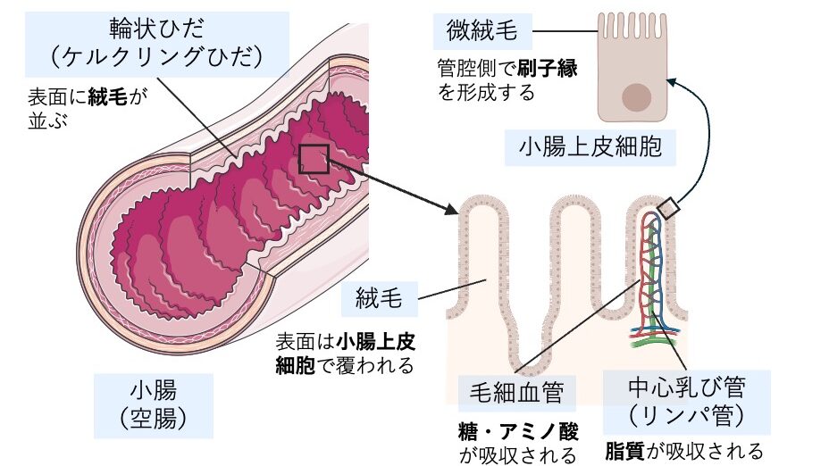 小腸絨毛の構造を示した図。輪状ひだに並ぶ絨毛、その上皮細胞にある微絨毛（刷子縁）が描かれており、毛細血管では糖・アミノ酸が、中心乳び管（リンパ管）では脂質が吸収される様子を示している。