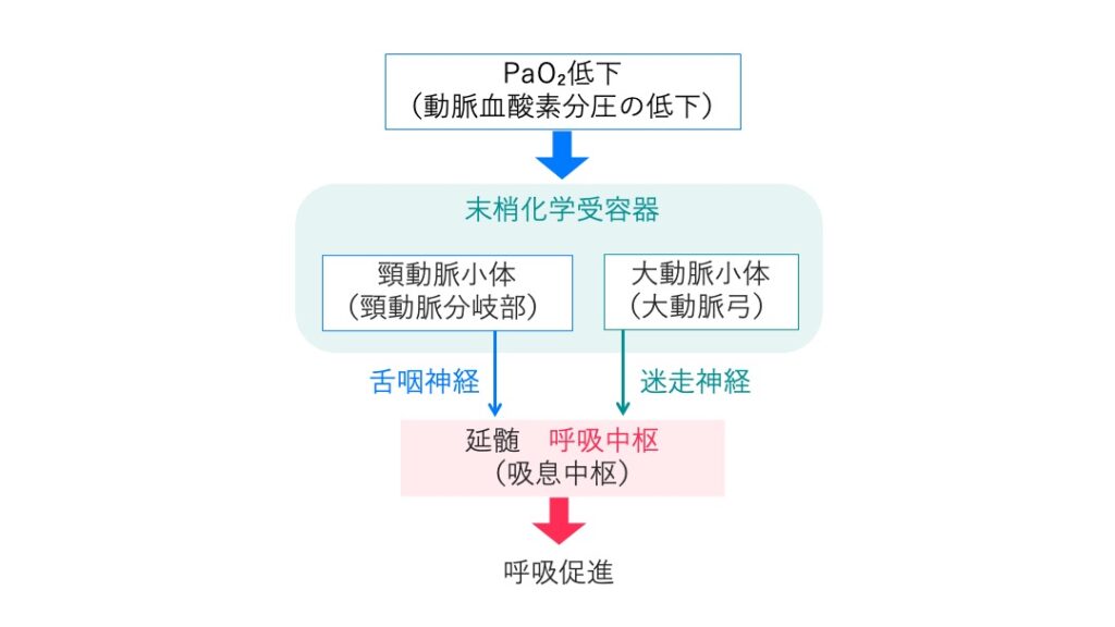 頸動脈小体と大動脈小体が動脈血の酸素分圧低下を感知し、舌咽神経・迷走神経を介して延髄の呼吸中枢を刺激し換気を促進する経路を示す図