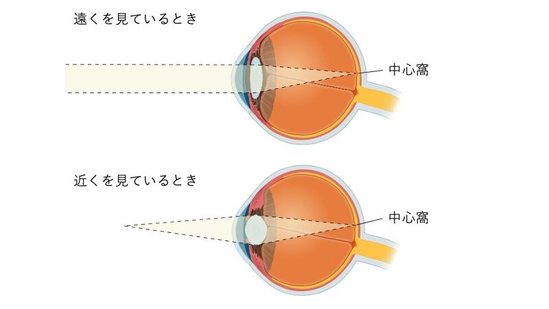 遠方視では平坦な水晶体で焦点が中心窩に合い、近方視では厚みのある水晶体で焦点が中心窩に合う様子を示す図。