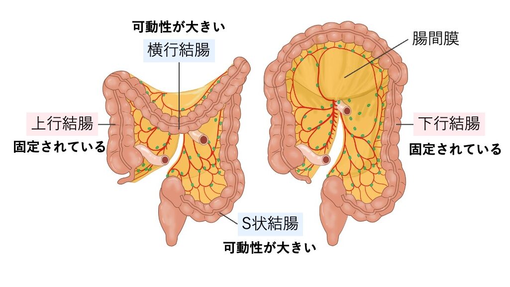 大腸の可動性を示した図。上行結腸・下行結腸は後腹膜に固定され、横行結腸・S状結腸は腸間膜により可動性が大きいことが描かれている。