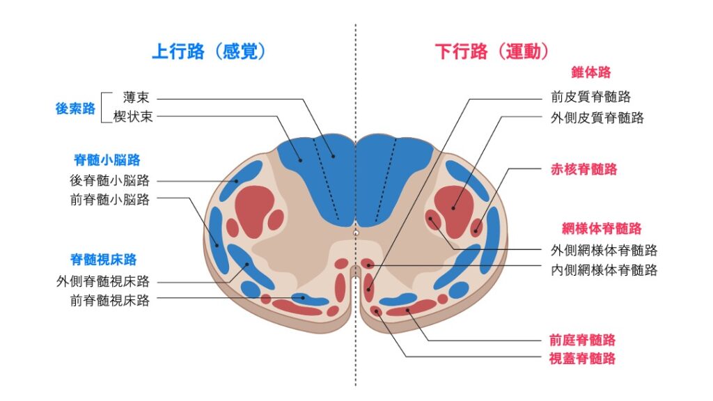 脊髄横断面における主要な上行路(後索路・脊髄小脳路・脊髄視床路)と下行路(皮質脊髄路・赤核脊髄路・網様体脊髄路など)の位置を色分けした図。