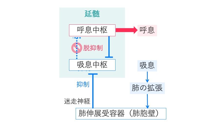 肺が過度に膨張すると迷走神経を介して吸息中枢を抑制し、呼息へと切り替わるヘーリング=ブロイエル反射の経路を示した図