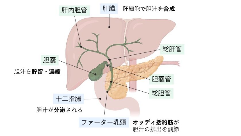 胆汁が肝臓で作られ胆嚢に貯まり、総胆管から十二指腸へ分泌される流れの図。