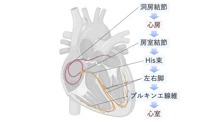 心臓の刺激伝導系図。洞房結節から房室結節、ヒス束、左右脚、プルキンエ線維を経て心室に伝わる電気刺激の経路を示すイラスト。
