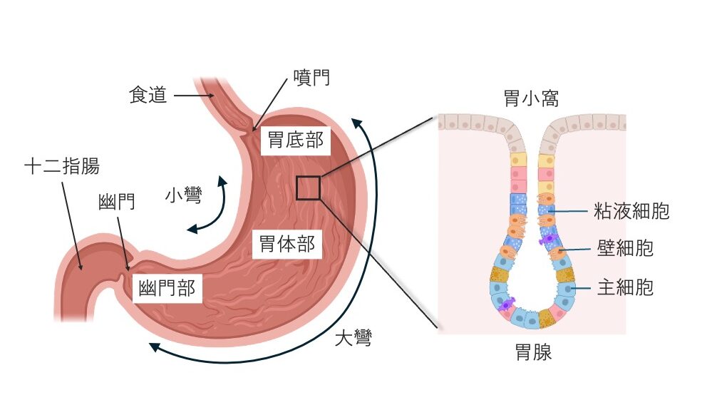 胃の模式図。噴門部・胃底部・胃体部・幽門部の区分と、小窩の拡大図における粘液細胞・壁細胞・主細胞の位置が描かれている。