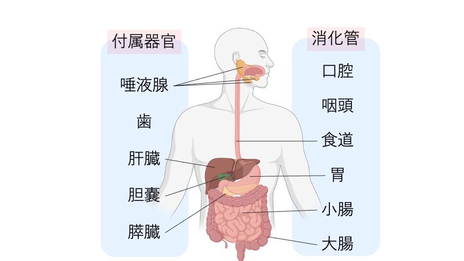 人体の消化器系を示した図。消化管（口腔・咽頭・食道・胃・小腸・大腸）と、唾液腺・肝臓・胆嚢・膵臓などの付属器官を表示している。