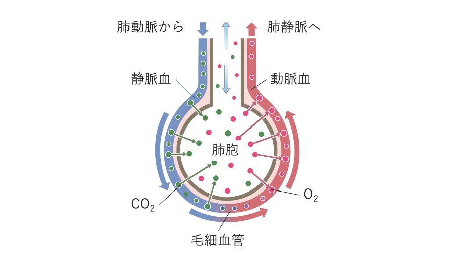 肺胞と毛細血管における酸素の取り込みと二酸化炭素の排出を矢印で示した模式図