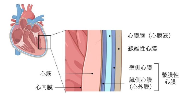 【循環器】5択クイズで学ぶ!心臓の構造・働きと循環の基礎 - 解いて覚える基礎医学